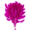 Сухоцветы Лагурус 65см Ярко-Розовый 58шт 34гр 88013938 - фото 1021