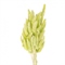 Сухоцветы Лагурус 65см Салатовый 58шт 34гр 88039618 - фото 901
