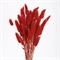 Сухоцветы Лагурус 65см Алый 58шт 34гр 88013941 - фото 956